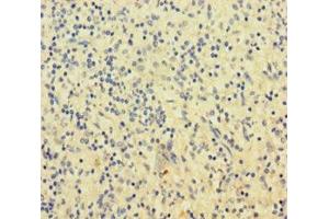 Immunohistochemistry of paraffin-embedded human spleen tissue using ABIN7169787 at dilution of 1:100 (SLAMF8 anticorps  (AA 23-233))