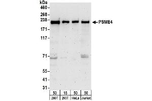 Western Blotting (WB) image for anti-Proteasome (Prosome, Macropain) Activator Subunit 4 (PSME4) (AA 1-50) antibody (ABIN7454980) (PSME4 anticorps  (AA 1-50))