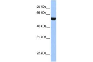 Western Blotting (WB) image for anti-PHD Finger Protein 17 (PHF17) antibody (ABIN2461031) (PHF17 anticorps)