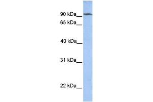 WB Suggested Anti-CLPB Antibody Titration: 0. (CLPB anticorps  (N-Term))