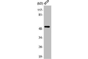 Western Blot analysis of HT29 cells using AR-β1 Polyclonal Antibody