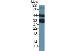 Western blot analysis of Cow Thymus lysate, using Cow LOX1 Antibody (2 µg/ml) and HRP-conjugated Goat Anti-Rabbit antibody ( (OLR1 anticorps  (AA 57-270))