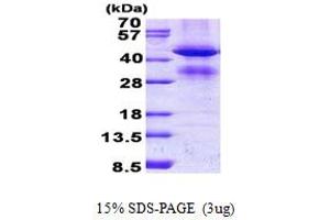 SDS-PAGE (SDS) image for Glycine C-Acetyltransferase (GCAT) (AA 22-419) protein (His tag) (ABIN5852958)