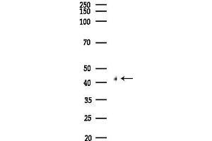 anti-Hydroxy-delta-5-Steroid Dehydrogenase, 3 beta- and Steroid delta-Isomerase 1 (HSD3B1) (Internal Region) antibody