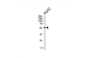 Western blot analysis of lysate from HepG2 cell line, using ADRB2 Antibody (S364) at 1:1000. (beta 2 Adrenergic Receptor anticorps  (AA 345-373))