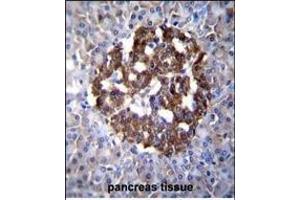 PCDH20 Antibody (Center) (ABIN655602 and ABIN2845086) immunohistochemistry analysis in formalin fixed and paraffin embedded human pancreas tissue followed by peroxidase conjugation of the secondary antibody and DAB staining.