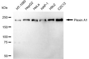 Western blotting analysis using Plexin A1 antibody (ABIN7799856). (Recombinant Plexin A1 anticorps)