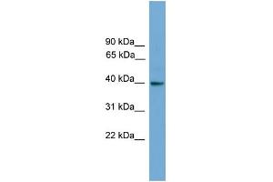 WB Suggested Anti-GNAI3 Antibody Titration: 0. (GNAI3 anticorps  (N-Term))