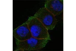 Confocal immunofluorescence analysis of Hela cells using DAXX mouse mAb (green). (DAXX anticorps)