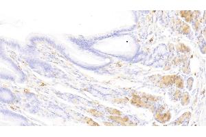 Detection of TPS in Canine Stomach Tissue using Polyclonal Antibody to Tryptase (TPS)