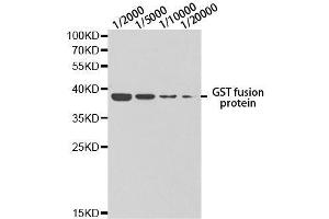 Western blot analysis of GST-tagged protein using GST-tag.