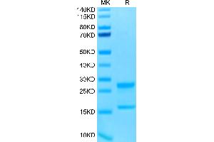 Interleukin-17 A/F Heterodimer (IL-17A/F) (AA 24-155) protein (His-Avi Tag,Biotin)