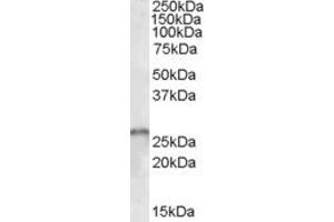 ABIN190830 (1µg/ml) staining of Human Cerebellum lysate (35µg protein in RIPA buffer). (SMN1 / SMN2 (Internal Region) anticorps)