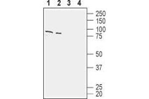 Western blot analysis of human Jurkat T-cell leukemia cell line lysate (lanes 1 and 3) and human Colo 205 colon adenocarcinoma cell line lysate (lanes 2 and 4): - 1,2. (SLC1A4 anticorps  (C-Term, Intracellular))