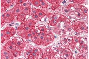 Human Adrenal (formalin-fixed, paraffin-embedded) stained with EXOC7 antibody ABIN337025 at 5 ug/ml followed by biotinylated anti-goat IgG secondary antibody ABIN481715, alkaline phosphatase-streptavidin and chromogen. (EXOC7 anticorps  (AA 453-464))