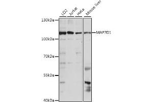 Western blot analysis of extracts of various cell lines, using MD1 antibody (ABIN7268401) at 1:1000 dilution. (MAP7D1 anticorps  (AA 200-460))