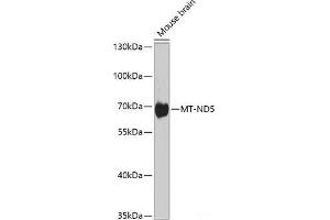 Western blot analysis of extracts of various cell lines using MT-ND5 Polyclonal Antibody at dilution of 1:1000. (MT-ND5 anticorps)