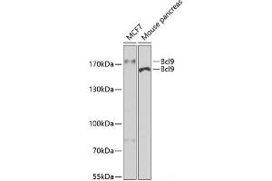Western blot analysis of extracts of various cell lines using Bcl9 Polyclonal Antibody at dilution of 1:400. (BCL9 anticorps)