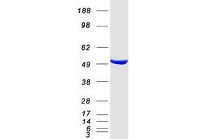Validation with Western Blot