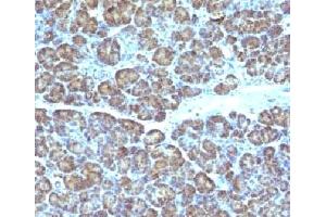 IHC testing of FFPE human pancreas with Mitochondrial antibody (GFM1 anticorps)