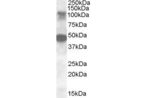 Image no. 2 for anti-serine/threonine Kinase 11 Interacting Protein (STK11IP) (AA 732-746) antibody (ABIN490511) (STK11IP anticorps  (AA 732-746))