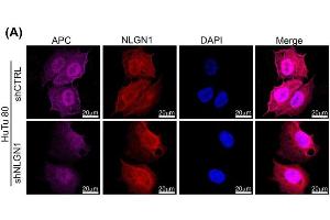 Confocal microscopy analysis of NLGN1(red) and APC (magenta) co-staining in HuTu 80 cells.