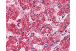 anti-DiGeorge Syndrome Critical Region Gene 8 (DGCR8) (N-Term) antibody