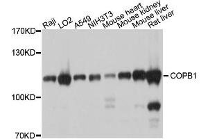 Western blot analysis of extracts of various cells, using COPB1 antibody. (COPB1 anticorps)