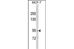 Western blot analysis of VPS53 Antibody (N-term) (ABIN652486 and ABIN2842328) in MCF-7 cell line lysates (35 μg/lane). (VPS53 anticorps  (N-Term))