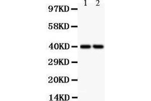 Anti- SFRP4 Picoband antibody, Western blotting All lanes: Anti SFRP4  at 0.