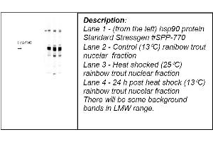 Lane 1 - (from the left) hsp90 protein Standard Stressgen #SPP-770 Lane 2 - Control (13°C) ranibow trout nucelar fraction Lane 3 - Heat shocked (25°C) rainbow trout nuclear fraction Lane 4 - 24 h post heat shock (13°C) rainbow trout nucelar fraction There will be some background bands in LMW range. (HSP90 anticorps)