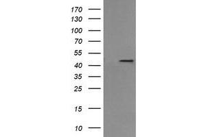 Image no. 3 for anti-Mitogen-Activated Protein Kinase Kinase 1 (MAP2K1) antibody (ABIN1499395) (MEK1 anticorps)