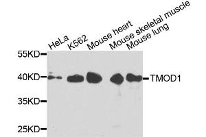Western blot analysis of extracts of various cell lines, using TMOD1 antibody (ABIN6003523) at 1/1000 dilution. (Tropomodulin 1 anticorps)