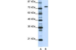 WB Suggested Anti-NCL Antibody Titration:  1. (Nucleolin anticorps  (C-Term))
