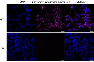 Immunocytochemical staining of Hela cells using Carbamoyl-phosphate synthase 1 antibody (ABIN7797865), 1:1,000), Top panel: wild-type (WT), Bottom panal: Carbamoyl-phosphate synthase 1 shRNA knockdown (KD).