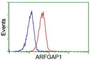 Image no. 5 for anti-ADP-Ribosylation Factor GTPase Activating Protein 1 (ARFGAP1) antibody (ABIN1496683) (ARFGAP1 anticorps)