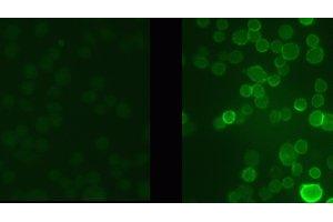 Immunostaining of medial nucleus of the trapezoid body (MNTB) cells with the phospho-Ser503 Kv3. (Potassium Channel (pSer503) anticorps)