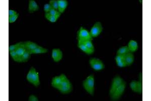 Immunofluorescence staining of HepG2 cells with ABIN7157929 at 1:33, counter-stained with DAPI.