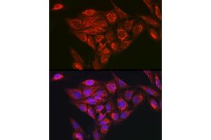 Immunofluorescence analysis of U2OS cells using NDUFB8 Rabbit pAb (ABIN7268814) at dilution of 1:100 (40x lens). (NDUFB8 anticorps)