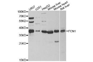 Western blot analysis of extracts of various cell lines, using FCN1 antibody. (FCN1 anticorps  (AA 30-326))