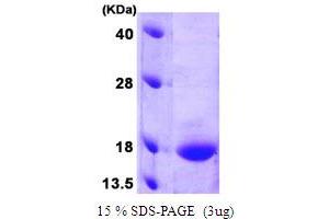 SDS-PAGE (SDS) image for Growth Arrest and DNA-Damage-Inducible, gamma (GADD45G) (AA 1-159) protein (ABIN666872)