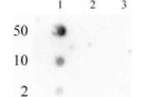 RNA Pol II CTD phospho Ser2 pAb tested by dot blot analysis. (Rpb1 CTD anticorps  (pSer2, Ser2))