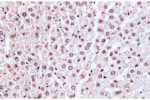 Immunohistochemistry of paraffin-embedded Mouse liver using Lamin B1 Polyclonal Antibody at dilution of 1:100 (Lamin B1 anticorps)