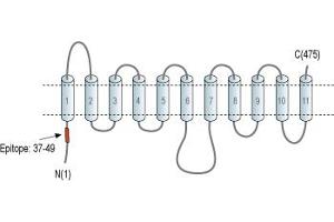 anti-Solute Carrier Family 29 Member 3 (SLC29A3) (AA 37-49), (Intracellular), (N-Term) antibody