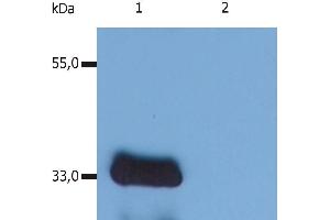 Western Blotting analysis (reducing conditions) of human LIME using anti-human LIME (LIME-10).
