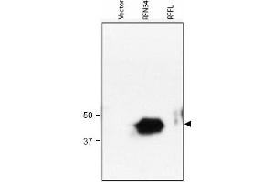 Image no. 1 for anti-Ring Finger Protein 34 (RNF34) (AA 1-373), (N-Term) antibody (ABIN401035) (RNF34 anticorps  (N-Term))