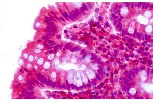 Anti-CELSR2 antibody IHC staining of human colon, epithelium.