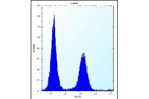 anti-Ecto-NOX Disulfide-Thiol Exchanger 2 (ENOX2) (AA 1-30), (N-Term) antibody