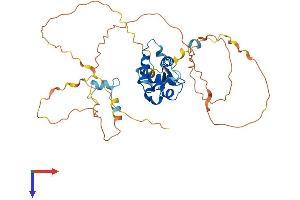AlphaFold protein structure predicition of Mouse Recombinant Foxh1 Protein, UniprotID O88621