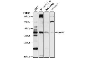 Western blot analysis of extracts of various cell lines, using OXGR1 antibody (ABIN7269133) at 1:1000 dilution. (OXGR1 anticorps  (AA 50-150))